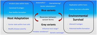 Why vary what’s working? Phase variation and biofilm formation in Francisella tularensis